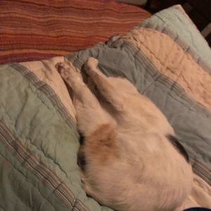 Meet your Posher, Ella